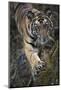 Bengal Tiger (Panthera tigris tigris) wild male cub, critically endangered-Kim Sullivan-Mounted Photographic Print