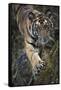 Bengal Tiger (Panthera tigris tigris) wild male cub, critically endangered-Kim Sullivan-Framed Stretched Canvas