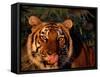 Bengal Tiger (Panthera Tigris Tigris)-Lynn M^ Stone-Framed Stretched Canvas