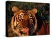 Bengal Tiger (Panthera Tigris Tigris)-Lynn M^ Stone-Stretched Canvas