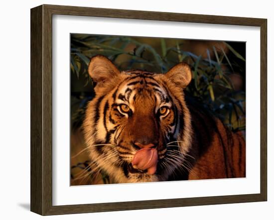 Bengal Tiger (Panthera Tigris Tigris)-Lynn M^ Stone-Framed Premium Photographic Print