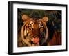 Bengal Tiger (Panthera Tigris Tigris)-Lynn M^ Stone-Framed Premium Photographic Print