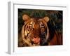 Bengal Tiger (Panthera Tigris Tigris)-Lynn M^ Stone-Framed Premium Photographic Print