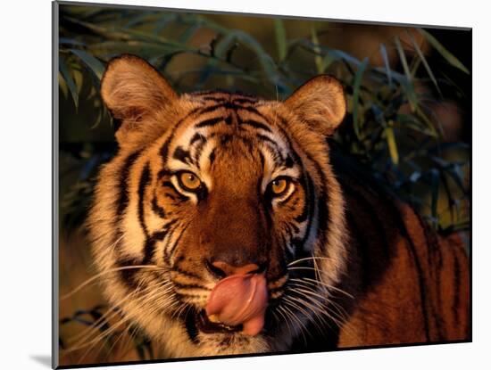 Bengal Tiger (Panthera Tigris Tigris)-Lynn M^ Stone-Mounted Premium Photographic Print