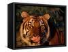 Bengal Tiger (Panthera Tigris Tigris)-Lynn M^ Stone-Framed Stretched Canvas