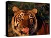 Bengal Tiger (Panthera Tigris Tigris)-Lynn M^ Stone-Stretched Canvas