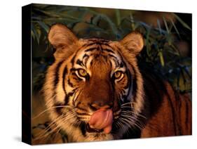 Bengal Tiger (Panthera Tigris Tigris)-Lynn M^ Stone-Stretched Canvas