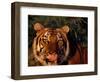 Bengal Tiger (Panthera Tigris Tigris)-Lynn M^ Stone-Framed Photographic Print