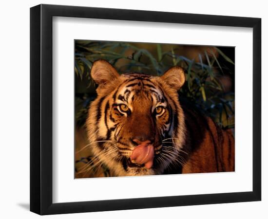 Bengal Tiger (Panthera Tigris Tigris)-Lynn M^ Stone-Framed Photographic Print