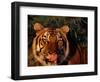Bengal Tiger (Panthera Tigris Tigris)-Lynn M^ Stone-Framed Photographic Print