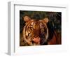 Bengal Tiger (Panthera Tigris Tigris)-Lynn M^ Stone-Framed Photographic Print