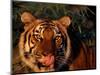 Bengal Tiger (Panthera Tigris Tigris)-Lynn M^ Stone-Mounted Photographic Print