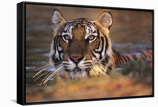 Bengal Tiger (Panthera Tigris)-Louise Murray-Framed Stretched Canvas