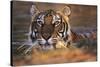 Bengal Tiger (Panthera Tigris)-Louise Murray-Stretched Canvas