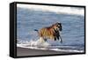 Bengal Tiger, Panthera Tigris-Stuart Westmorland-Framed Stretched Canvas