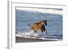 Bengal Tiger, Panthera Tigris-Stuart Westmorland-Framed Photographic Print