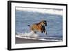 Bengal Tiger, Panthera Tigris-Stuart Westmorland-Framed Photographic Print