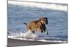 Bengal Tiger, Panthera Tigris-Stuart Westmorland-Mounted Photographic Print