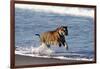 Bengal Tiger, Panthera Tigris-Stuart Westmorland-Framed Photographic Print