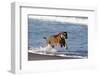 Bengal Tiger, Panthera Tigris-Stuart Westmorland-Framed Photographic Print