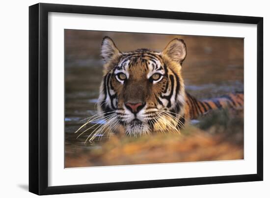 Bengal Tiger (Panthera Tigris)-Louise Murray-Framed Photographic Print