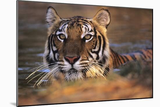 Bengal Tiger (Panthera Tigris)-Louise Murray-Mounted Photographic Print