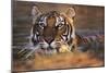 Bengal Tiger (Panthera Tigris)-Louise Murray-Mounted Photographic Print