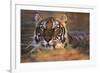 Bengal Tiger (Panthera Tigris)-Louise Murray-Framed Photographic Print