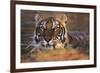 Bengal Tiger (Panthera Tigris)-Louise Murray-Framed Photographic Print