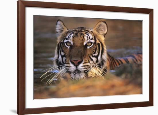 Bengal Tiger (Panthera Tigris)-Louise Murray-Framed Photographic Print