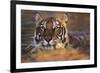 Bengal Tiger (Panthera Tigris)-Louise Murray-Framed Photographic Print