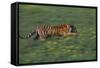 Bengal Tiger Racing through Grass-DLILLC-Framed Stretched Canvas