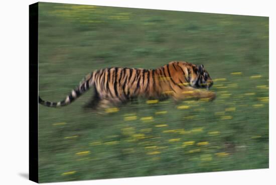 Bengal Tiger Racing through Grass-DLILLC-Stretched Canvas