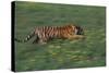 Bengal Tiger Racing through Grass-DLILLC-Stretched Canvas