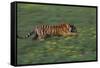 Bengal Tiger Racing through Grass-DLILLC-Framed Stretched Canvas