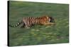 Bengal Tiger Racing through Grass-DLILLC-Stretched Canvas