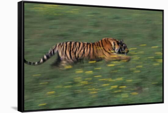 Bengal Tiger Racing through Grass-DLILLC-Framed Stretched Canvas