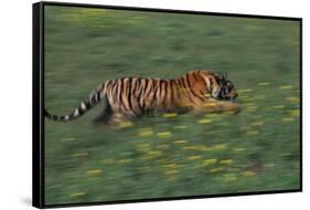 Bengal Tiger Racing through Grass-DLILLC-Framed Stretched Canvas