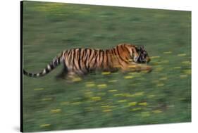 Bengal Tiger Racing through Grass-DLILLC-Stretched Canvas