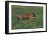 Bengal Tiger Racing through Grass-DLILLC-Framed Photographic Print