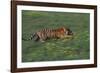 Bengal Tiger Racing through Grass-DLILLC-Framed Photographic Print