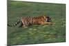 Bengal Tiger Racing through Grass-DLILLC-Mounted Photographic Print