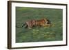 Bengal Tiger Racing through Grass-DLILLC-Framed Photographic Print