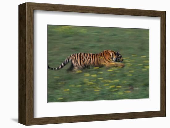 Bengal Tiger Racing through Grass-DLILLC-Framed Photographic Print