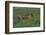 Bengal Tiger Racing through Grass-DLILLC-Framed Photographic Print