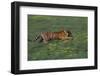 Bengal Tiger Racing through Grass-DLILLC-Framed Photographic Print