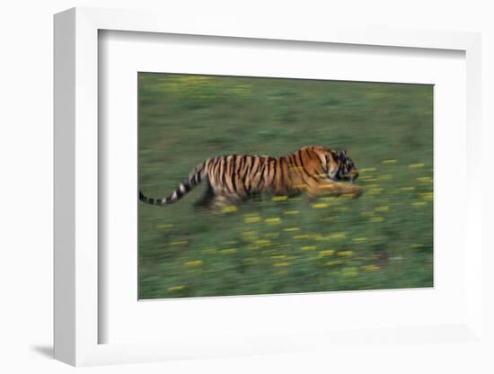 Bengal Tiger Racing through Grass-DLILLC-Framed Photographic Print