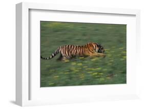 Bengal Tiger Racing through Grass-DLILLC-Framed Photographic Print