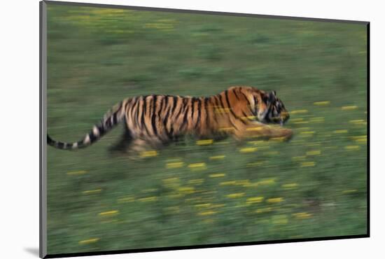 Bengal Tiger Racing through Grass-DLILLC-Mounted Photographic Print