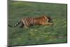 Bengal Tiger Racing through Grass-DLILLC-Mounted Photographic Print